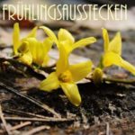 Frühlingsausstecken